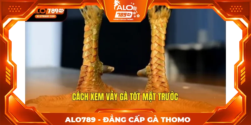 Cách xem vảy gà tốt mặt trước Cách xem vảy gà tốt mặt trước