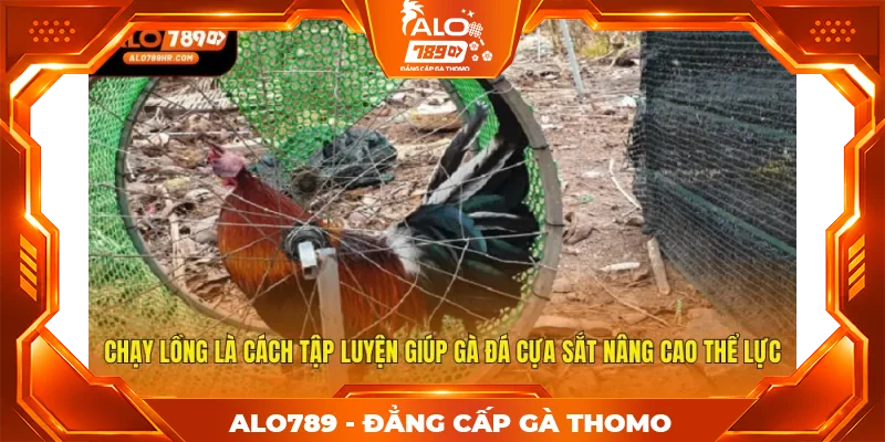 Chạy lồng là cách tập luyện giúp gà đá cựa sắt nâng cao thể lực