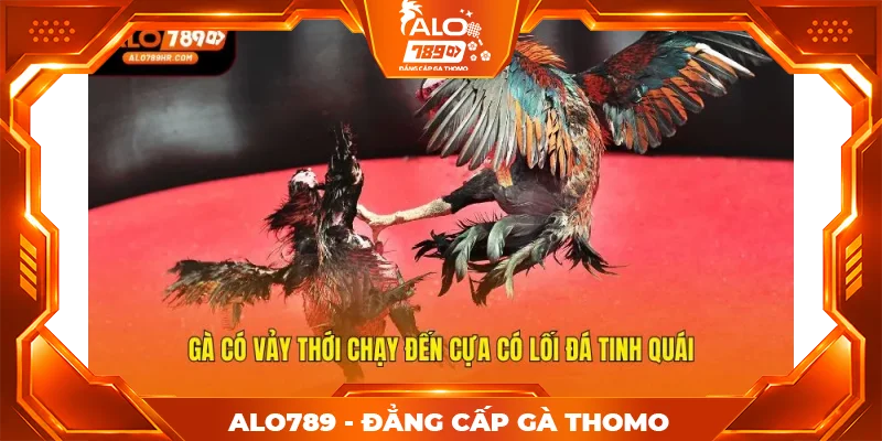Gà có vảy thới chạy đến cựa có lối đá tinh quái Gà có vảy thới chạy đến cựa có lối đá tinh quái