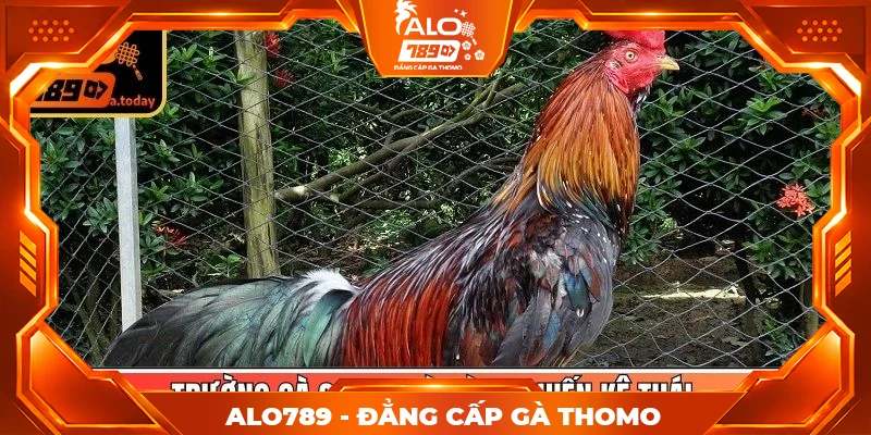 Trường gà Savan và dòng chiến kê Thái Trường gà Savan và dòng chiến kê Thái