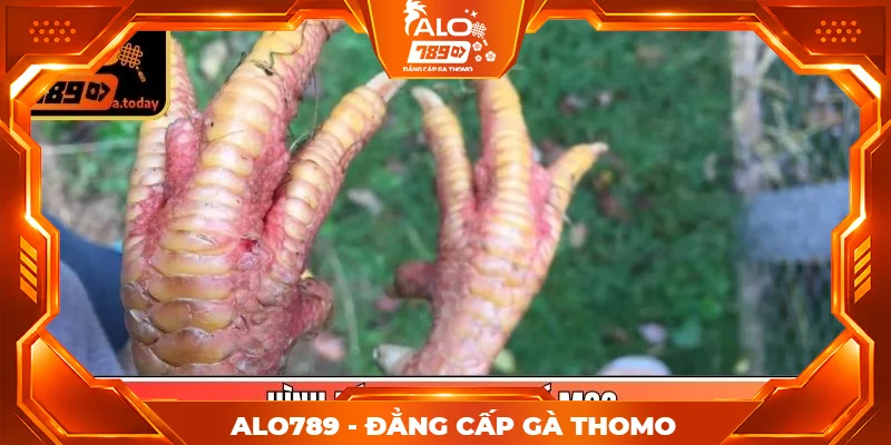 Hình dáng cựa, vị trí mọc Hình dáng cựa, vị trí mọc